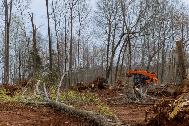 How Our Tree Care Process Works  in  Green Island, NY